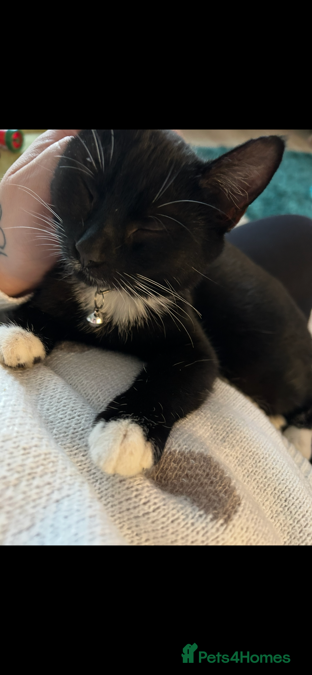 Mixed Breed cats for sale: 7 month old cat for rehoming - Advert 3