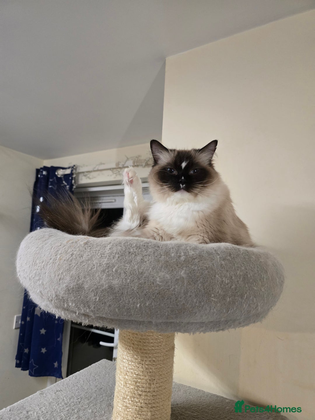 Ragdoll cats for sale: Gccf registered little Queens available 🥰 - Advert 27