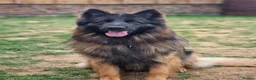 German Shepherd dogs for sale: SABLE LONG COAT GSD 10 MONTHS OLD  - Advert 6