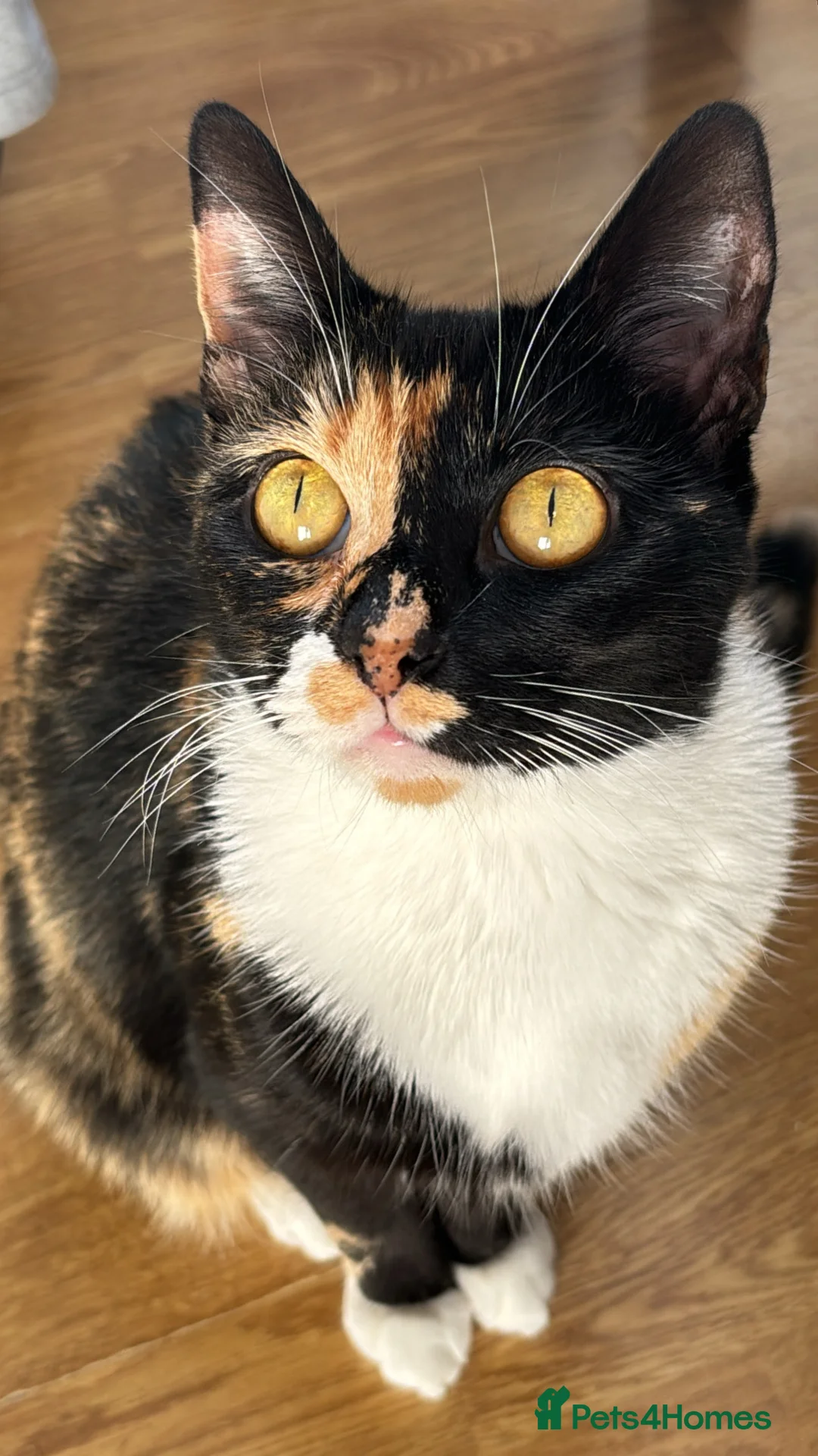 Domestic Shorthair cats for sale: Candy - Advert 7