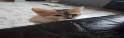 Domestic Shorthair cats for sale: 2 MALE AND 1 FEMALE 9 WEEK OLD KITTENS - Advert 3
