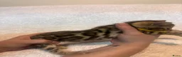 Bengal cats for sale: Pedigree Brown Rosetted Bengals  - Advert 3
