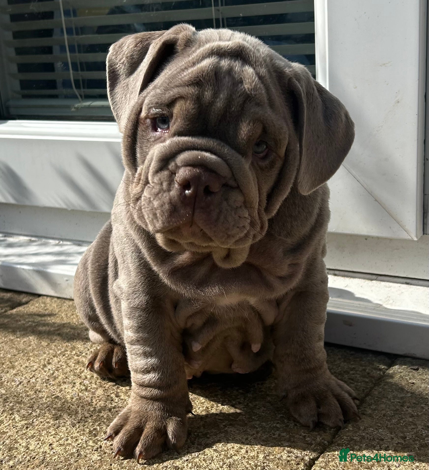 English Bulldog dogs English bulldog puppies 🐶 Last boy available!  - Advert 11