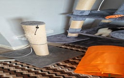 Domestic Shorthair cats for sale: Cat looking for new home - Image 7