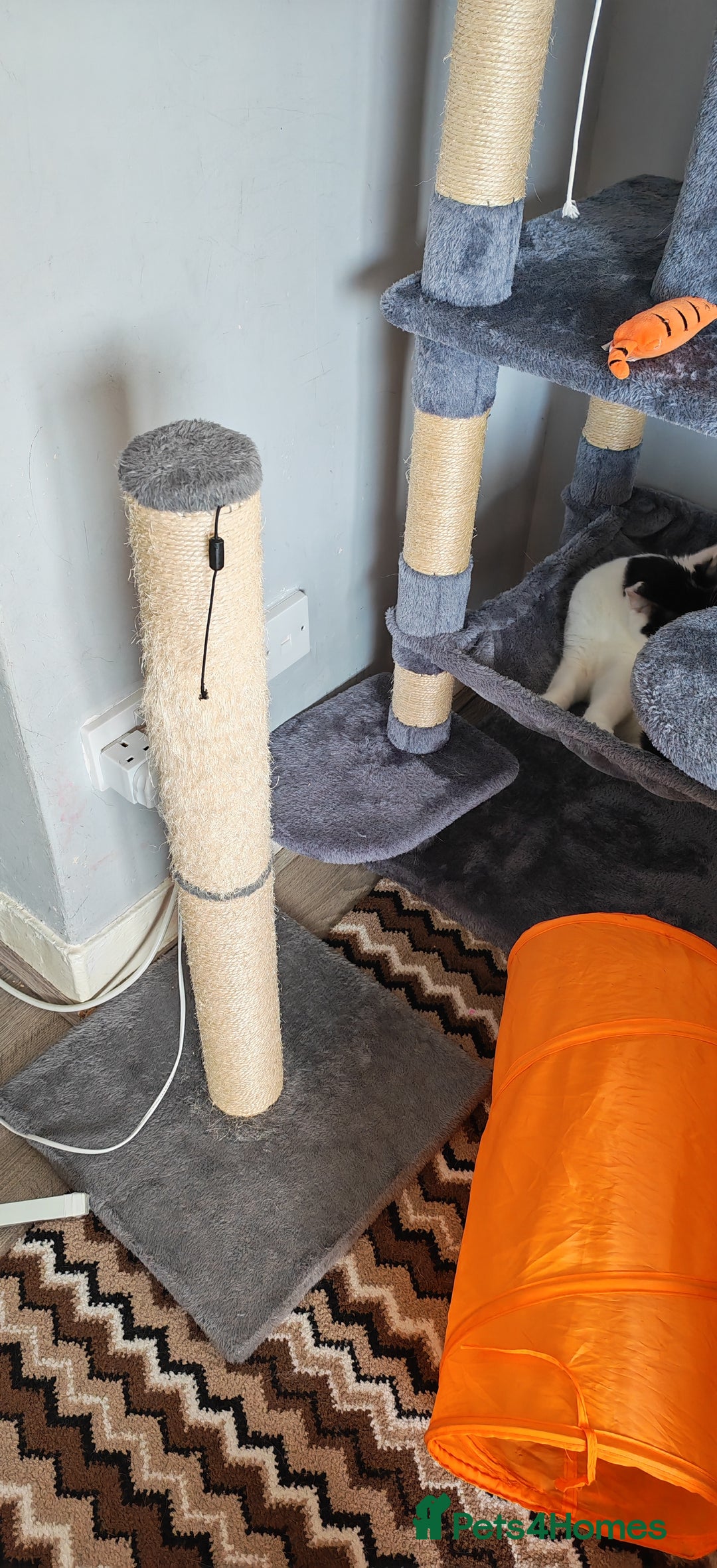 Domestic Shorthair cats for sale: Cat looking for new home - Image 7