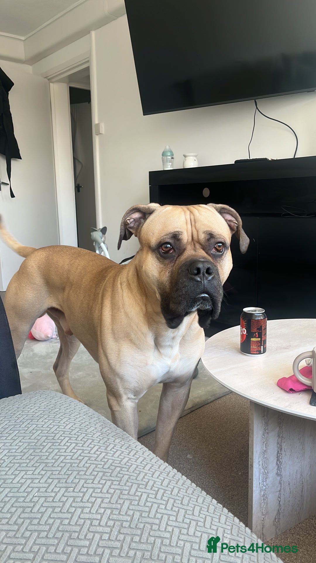 Mixed Breed dogs for sale: 2 year old male called hooper❤️ - Advert 2