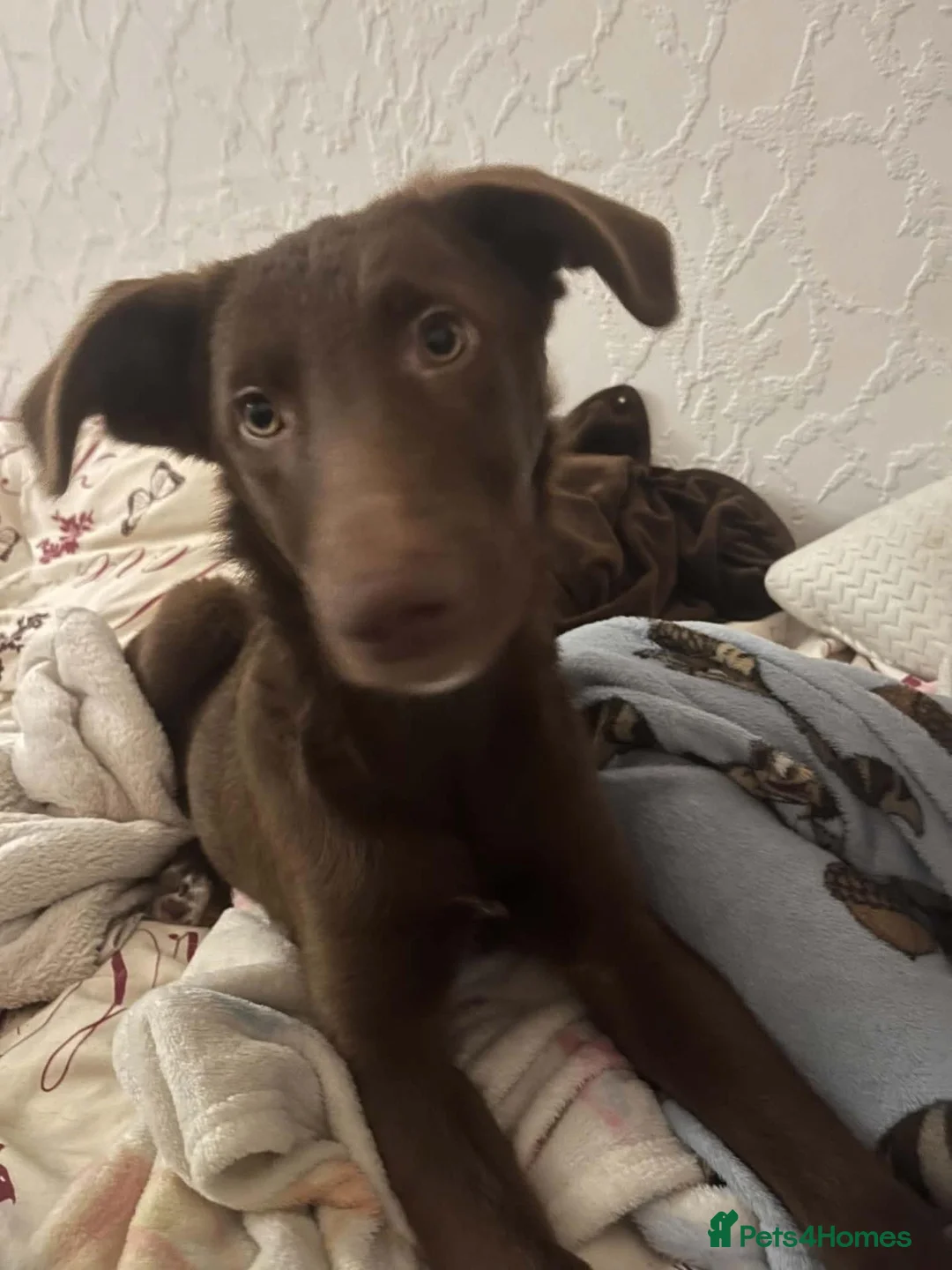 Mixed Breed dogs for adoption: 💕 Cinnamon  in Edinburgh - Advert 1