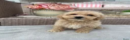 Maltipoo dogs for sale: Stunning apricot F1 Maltipoo puppies - Advert 14