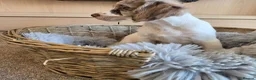 Cocker Spaniel dogs for sale: Working type Cocker spaniels- ready to leave now! - Advert 16