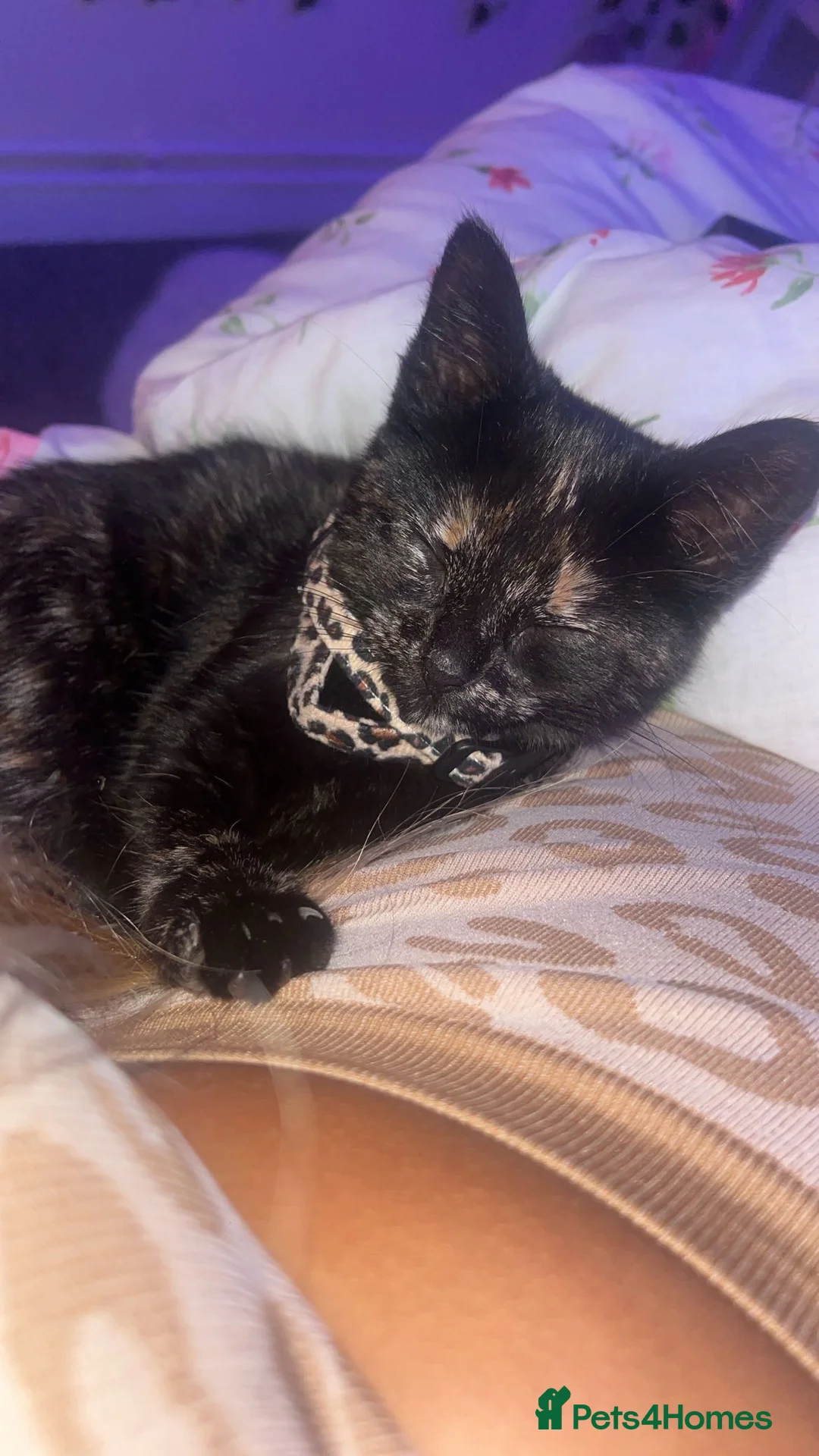 Mixed Breed cats for sale: Mixed breed kitten - Advert 1