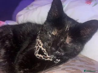 Mixed Breed cats Mixed breed kitten - Advert 1