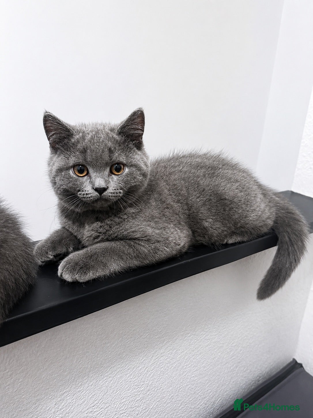 British Shorthair cats 🩵Outstanding🩵GCCF PEDIGREE🩵British shorthair  - Advert 14
