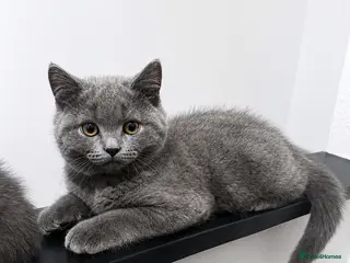 British Shorthair cats 🩵Outstanding🩵GCCF PEDIGREE🩵British shorthair - Advert 14
