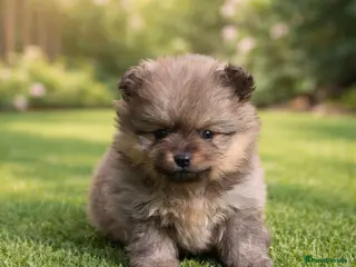 Pomeranian dogs Exceptional pomeranian puppies 🐶 - Advert 1