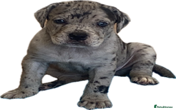 Mixed Breed dogs for sale: LAST FEMALE MISSY Cane Corso X Neapolitan Mastiffs in London - Image 5