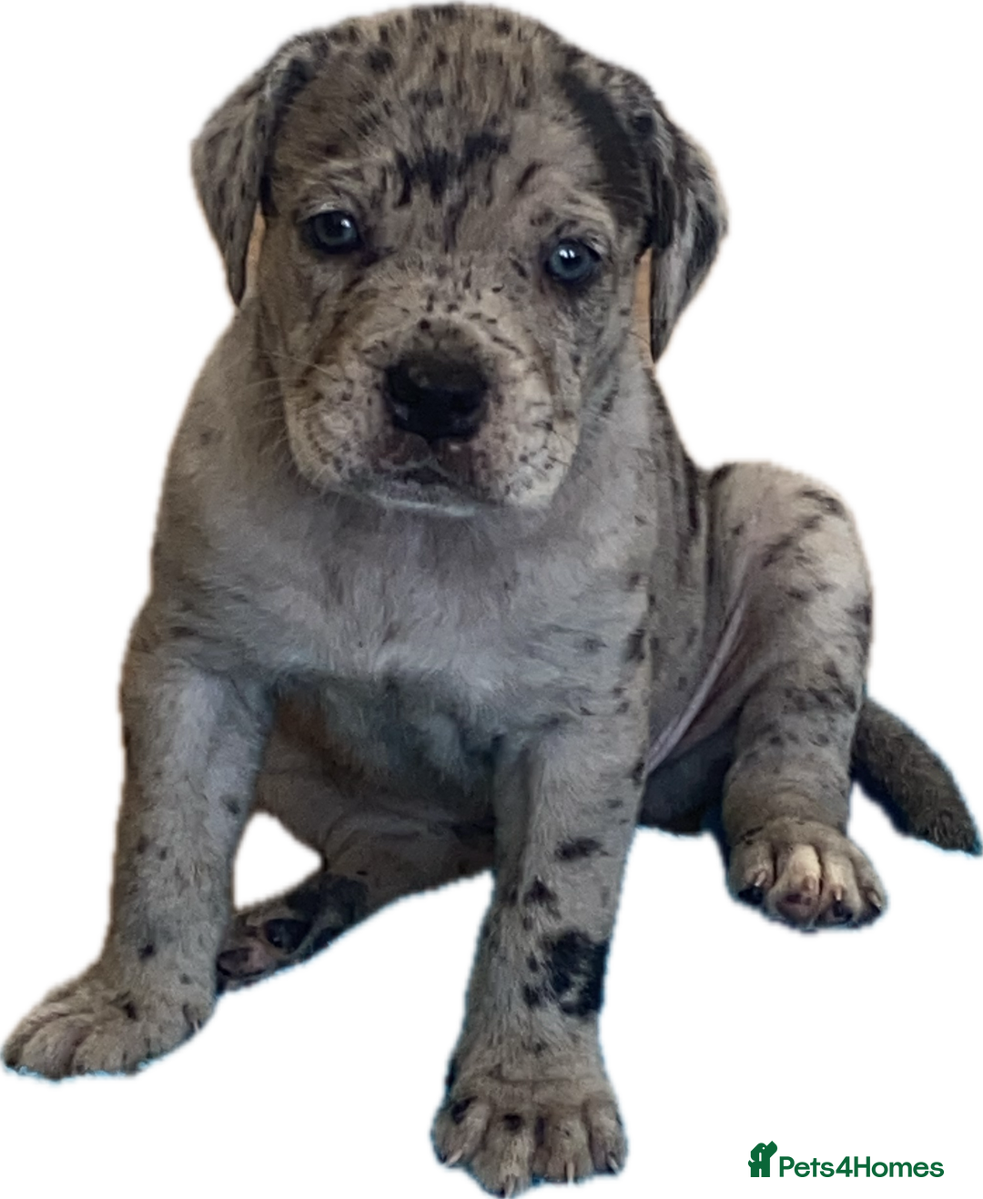 Mixed Breed dogs for sale: LAST FEMALE MISSY Cane Corso X Neapolitan Mastiffs in London - Image 5
