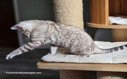 Bengal cats for sale: Clouded Mink Rosetted Bengal Girl - Image 6