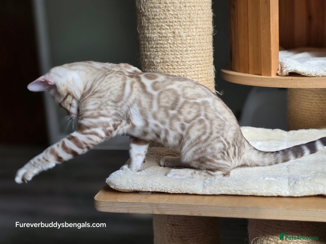 Bengal cats for sale: Clouded Mink Rosetted Bengal Girl - Image 6