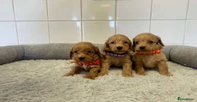 Cockapoo dogs - Advert 2