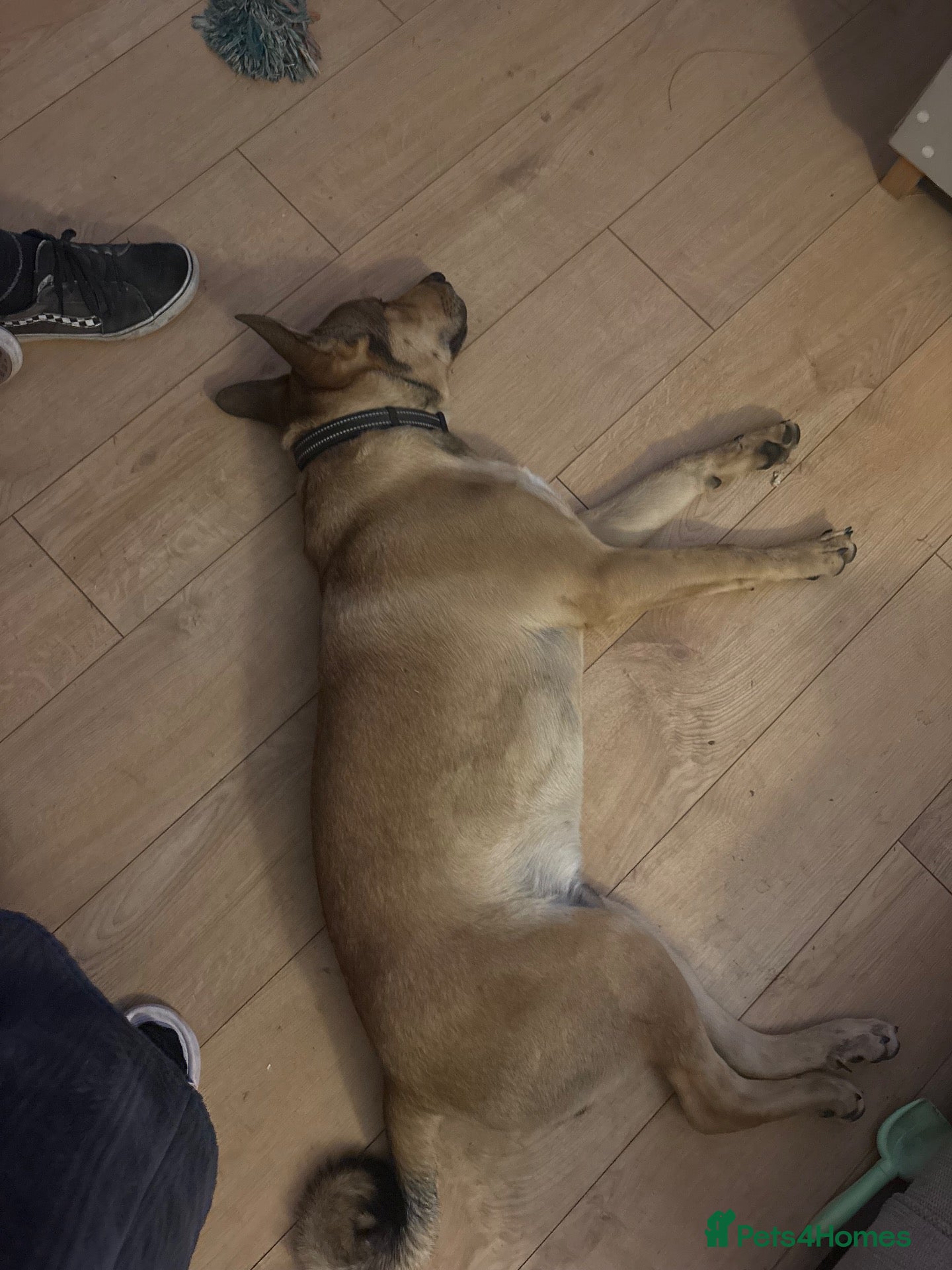 Mixed Breed dogs 8 month old pup  - Advert 1