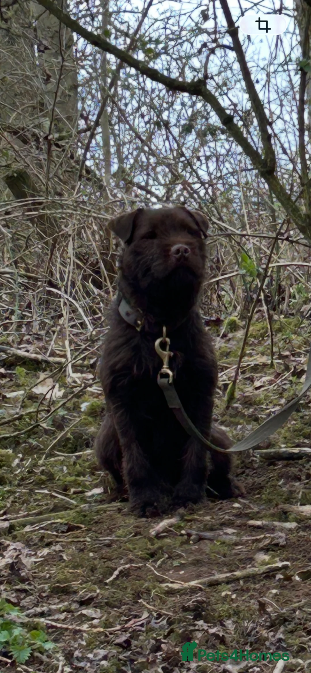 Patterdale Terrier dogs for sale: Patterdale puppies in Doncaster - Advert 2