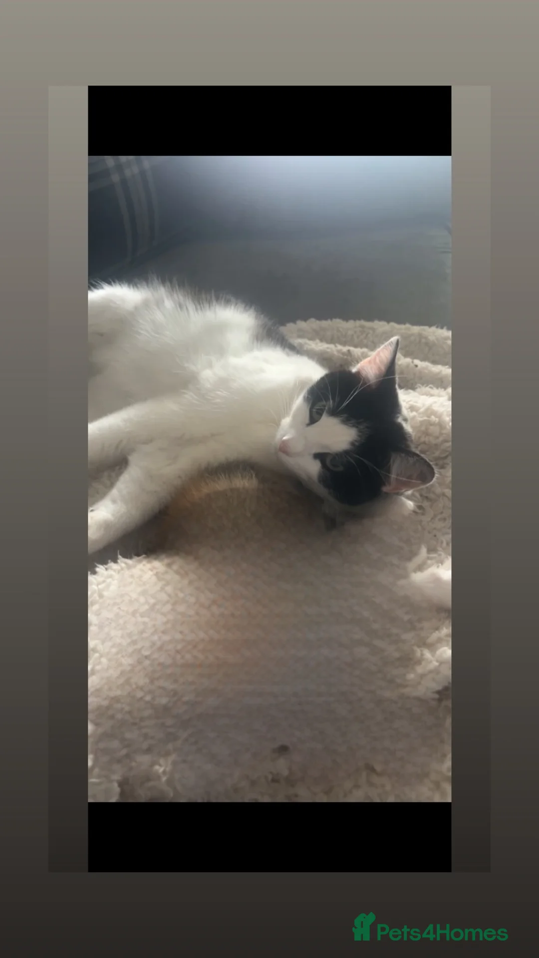 Mixed Breed cats for sale: Lovely kittens  - Advert 2