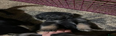 Golden Shepherd Puppy 9