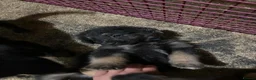 Golden Shepherd dogs for sale: Golden Shepherd puppies for sale!!  - Advert 7