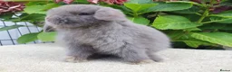Mini Lop rabbits for sale: Baby mini lop boy available now - Advert 3