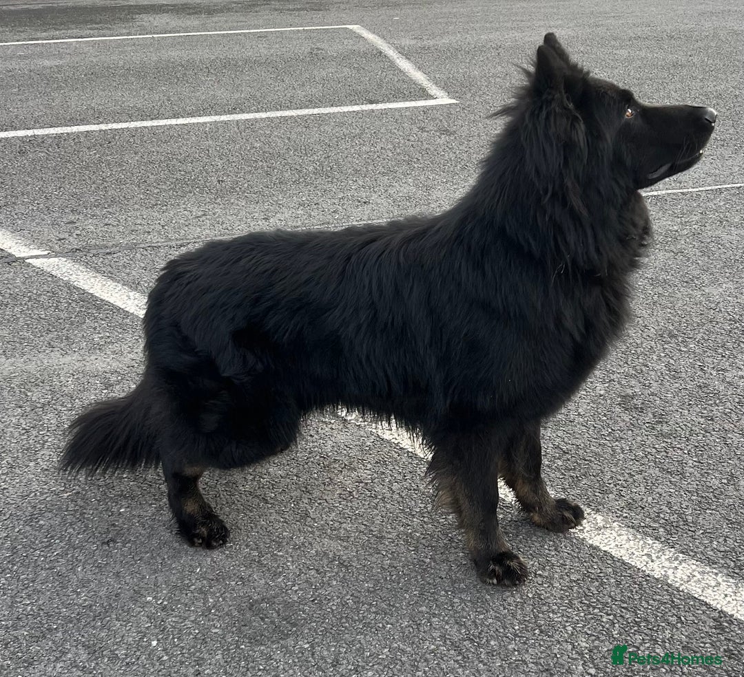 German Shepherd dogs for stud: Old-fashioned type GERMAN SHEPHERD at stud - Advert 5