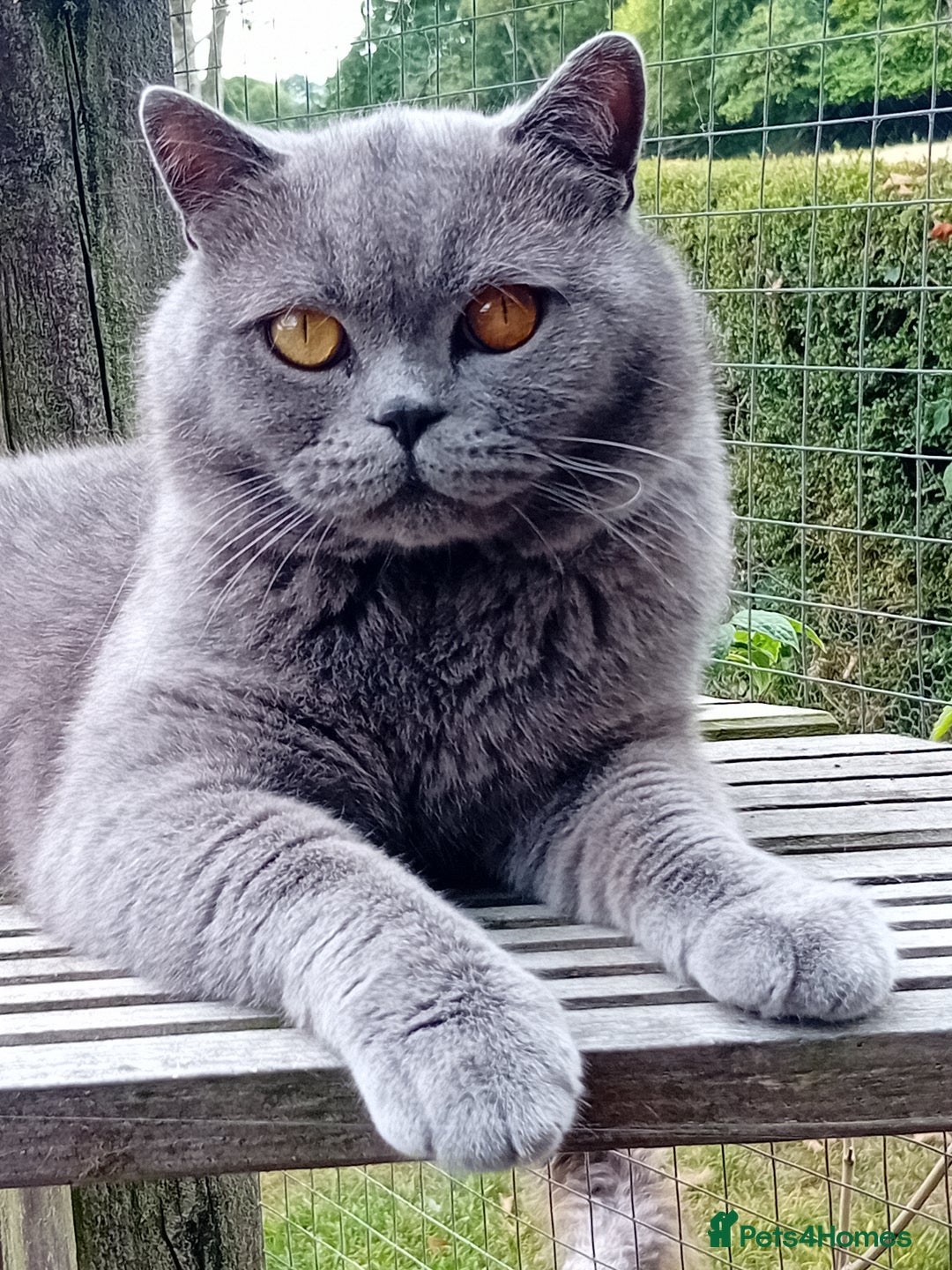 British Shorthair cats for sale: Beautiful British short-hair kittens  - Image 23