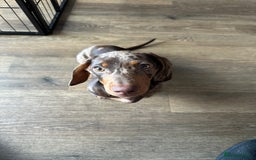 Dachshund dogs for sale: Gorgeous, playful dapple Dachshund for rehoming - Image 1