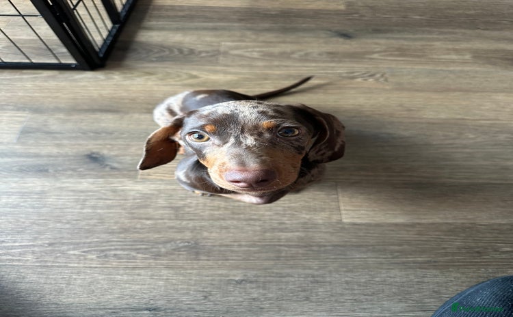 Dachshund dogs - Advert 11
