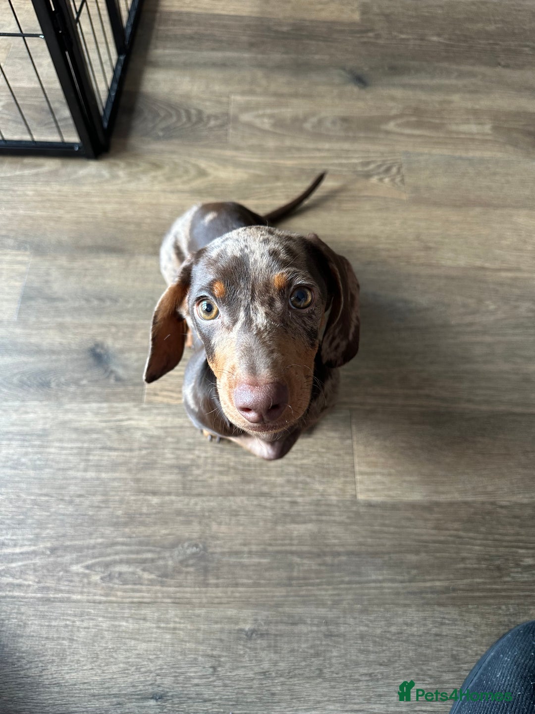 Dachshund dogs for sale: Gorgeous, playful dapple Dachshund for rehoming - Image 1