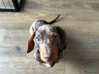 Dachshund dogs - Advert 3