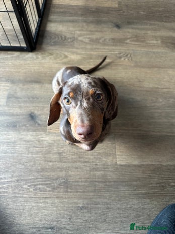 Dachshund dogs - Advert 23