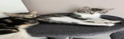 Mixed Breed cats for sale: 3 lovely kittens looking for new homes - Advert 3