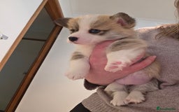 Welsh Corgi Pembroke dogs for sale: Uniquee Corgi - Image 2