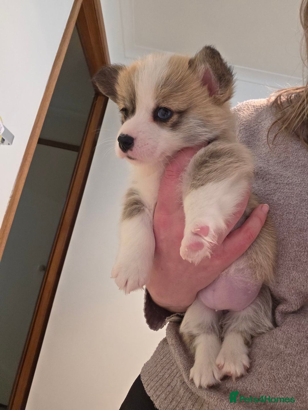 Welsh Corgi Pembroke dogs for sale: Uniquee Corgi - Image 2