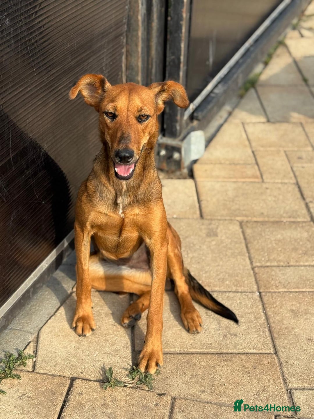 Mixed Breed dogs for adoption: Our lovely Angie, available for cuddles - Image 5