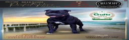 Staffordshire Bull Terrier dogs for sale: (BULLSCAFF) CHAMPION SIRED SBT puppies  - Advert 9
