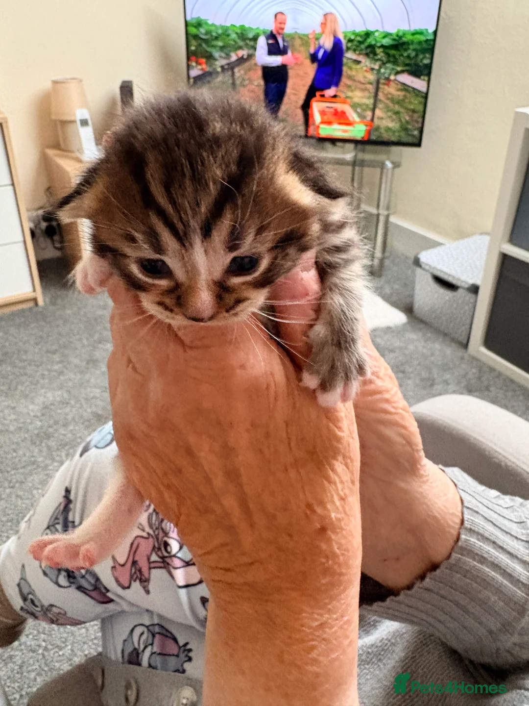 British Shorthair cats for sale: 3 Gorgeous Kittens - Advert 5