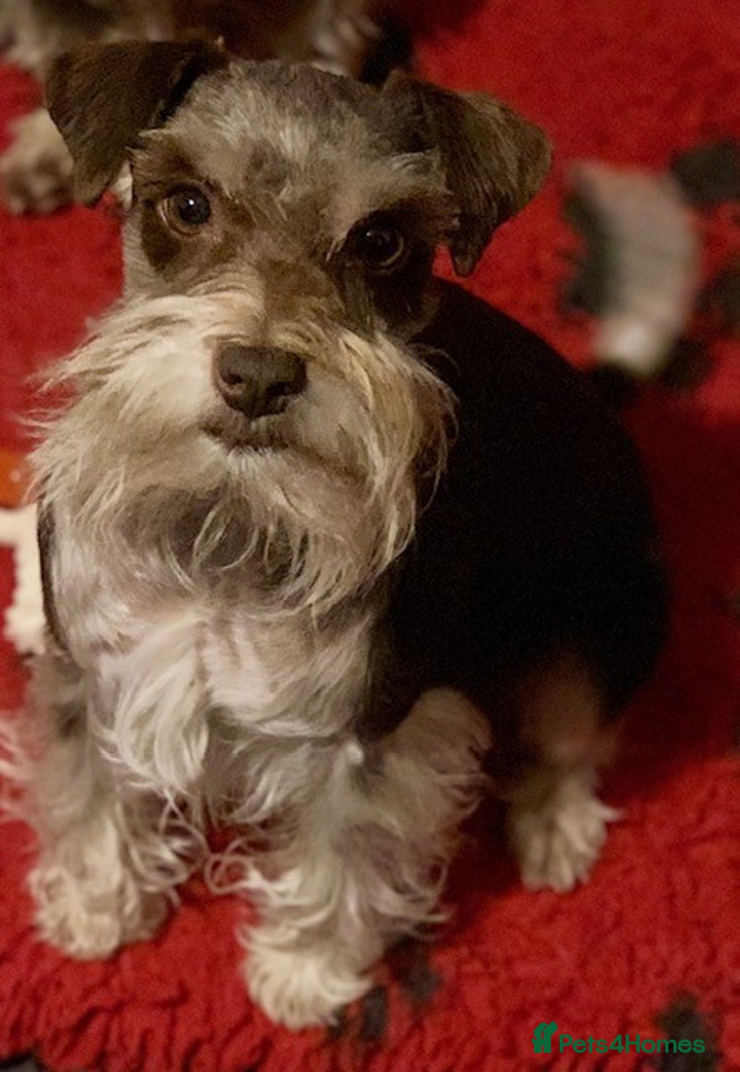 Miniature Schnauzer dogs for sale: 5* LICENSED - KC MINI (TOY) SCHNAUZER CHOCOLATE  - Advert 8