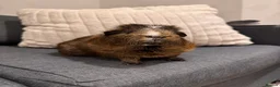 Guinea Pig rodents for sale: Brownie is looking for a new home! - Advert 4