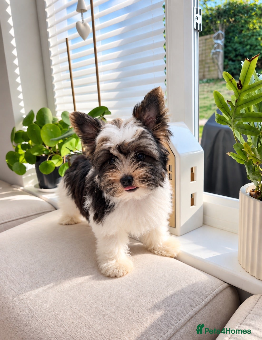 Yorkshire Terrier dogs Beautiful Small Biewer Yorkie Terrier Boy/ReadyNow - Advert 2