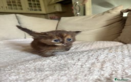 Maine Coon cats for sale: KITTENS FOR SALE - Image 3