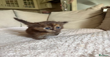 Maine Coon cats - Advert 9