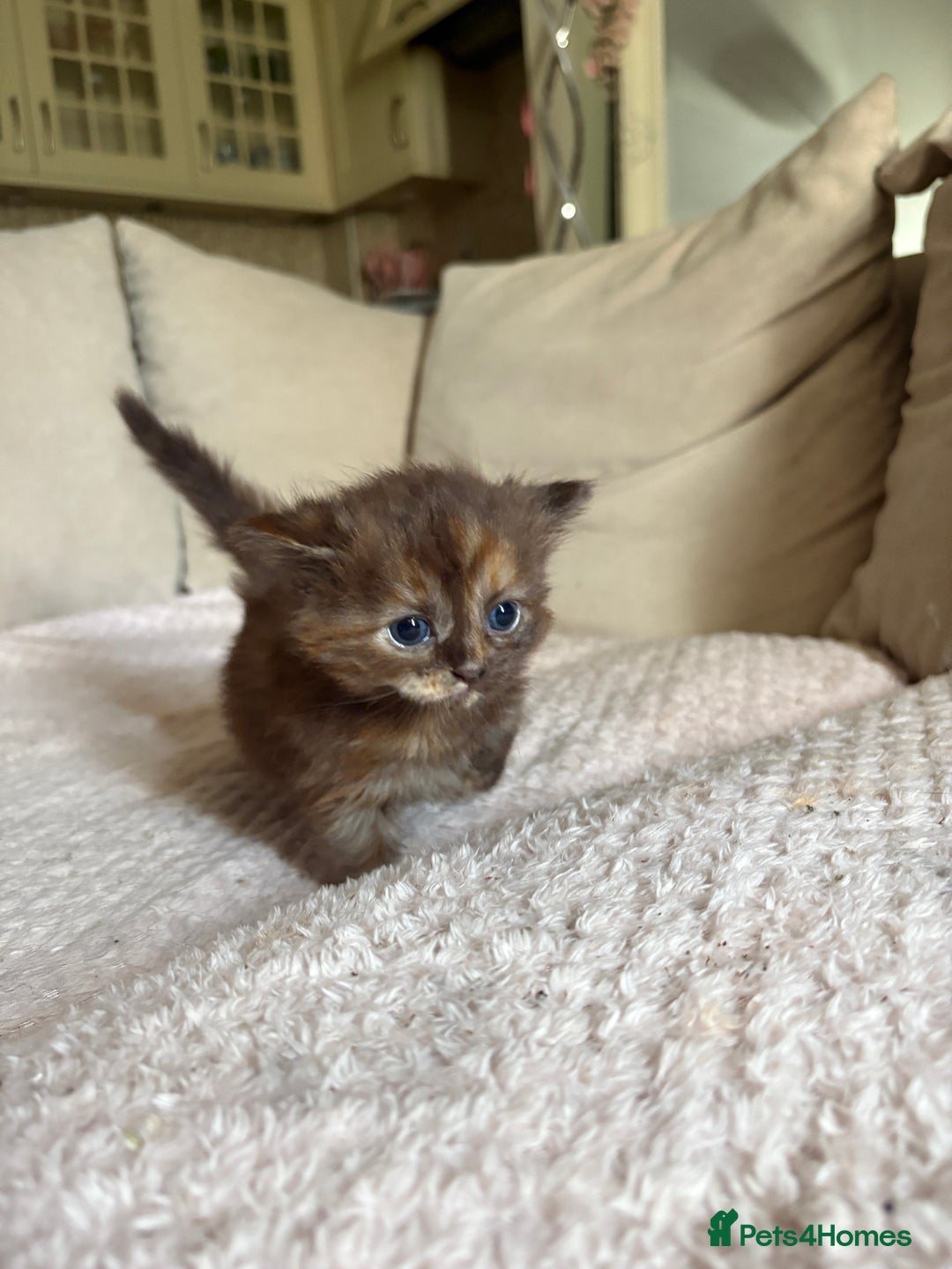 Maine Coon cats for sale: KITTENS FOR SALE - Image 3