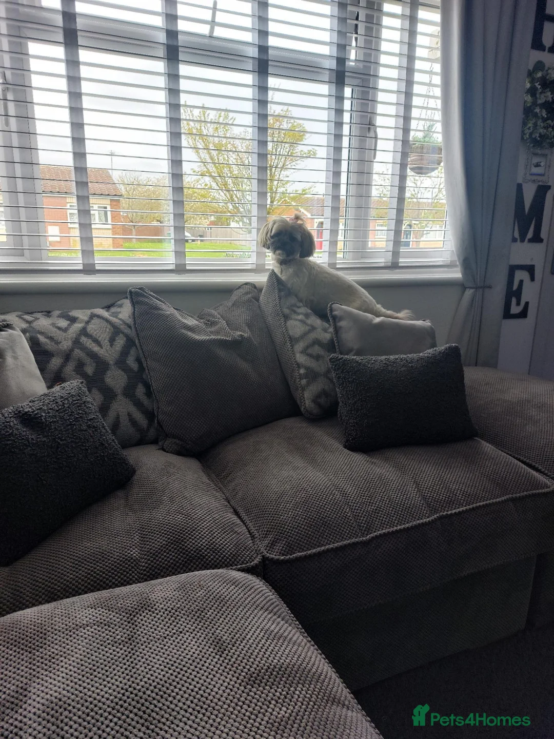 Shih Tzu dogs for sale: 2 yesr old female shihtzu  - Advert 6