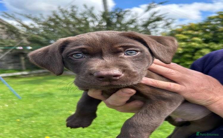 Labrador Retriever dogs in Crieff - Advert 15